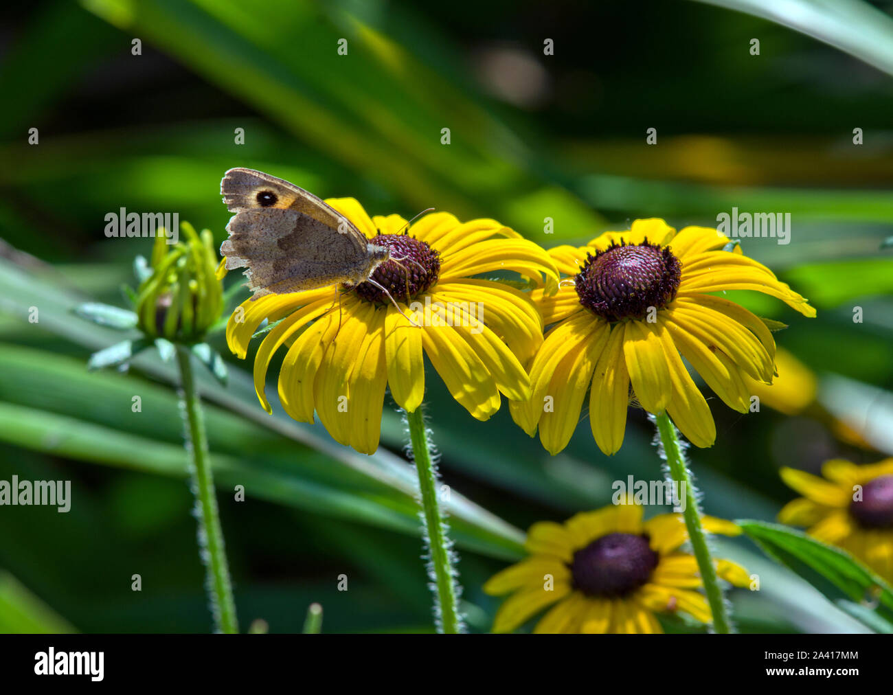 Meadow Brown butterfly on a Rudbeckia flower Stock Photo