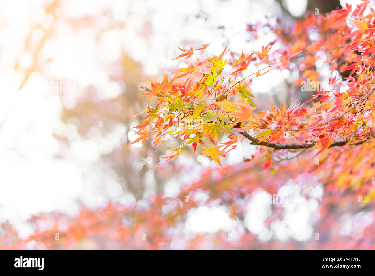 Iroha momiji hi-res stock photography and images - Alamy