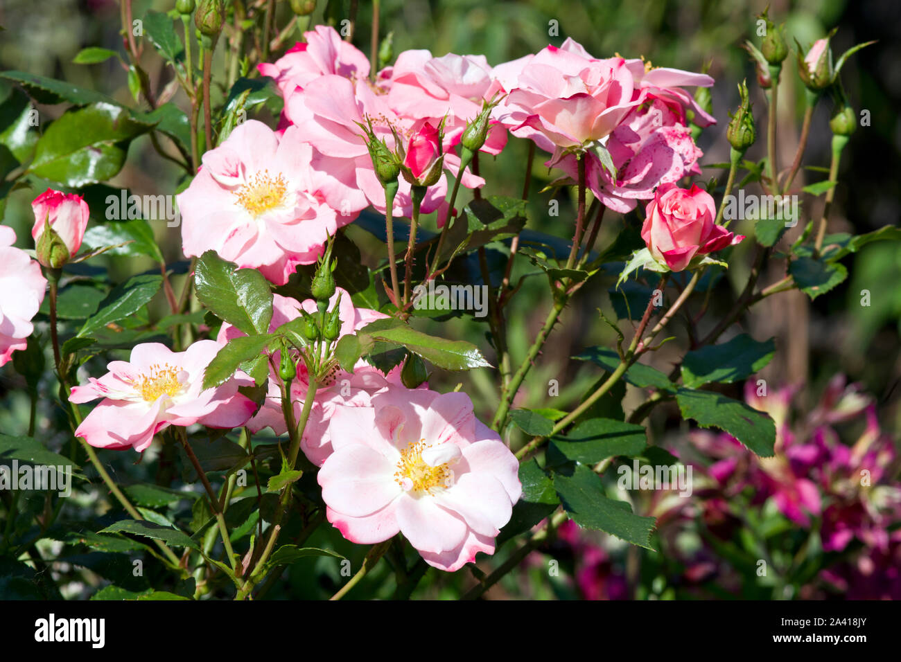 Chessum hi-res stock photography and images - Alamy