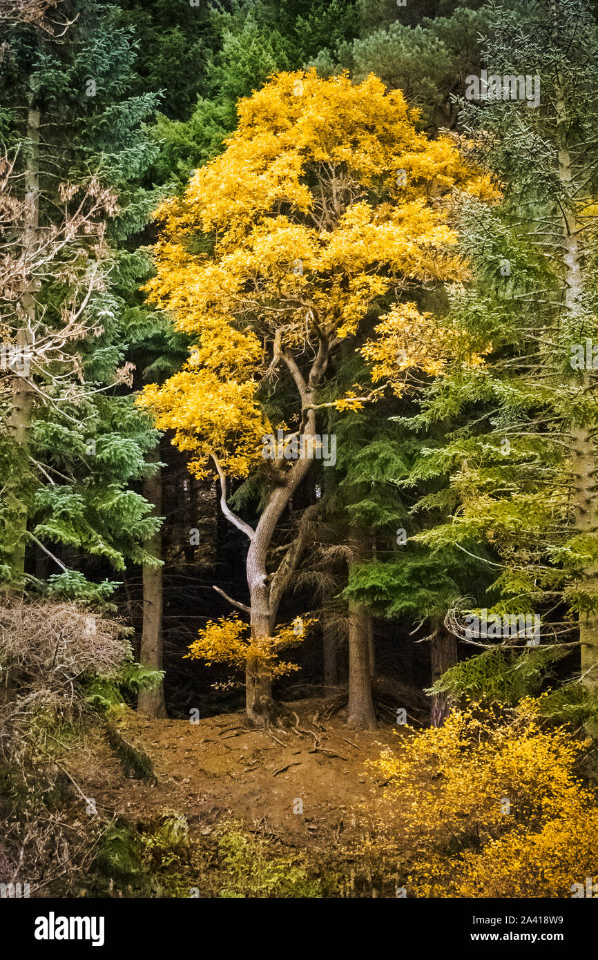 Deciduous and evergreen trees hires stock photography and images Alamy