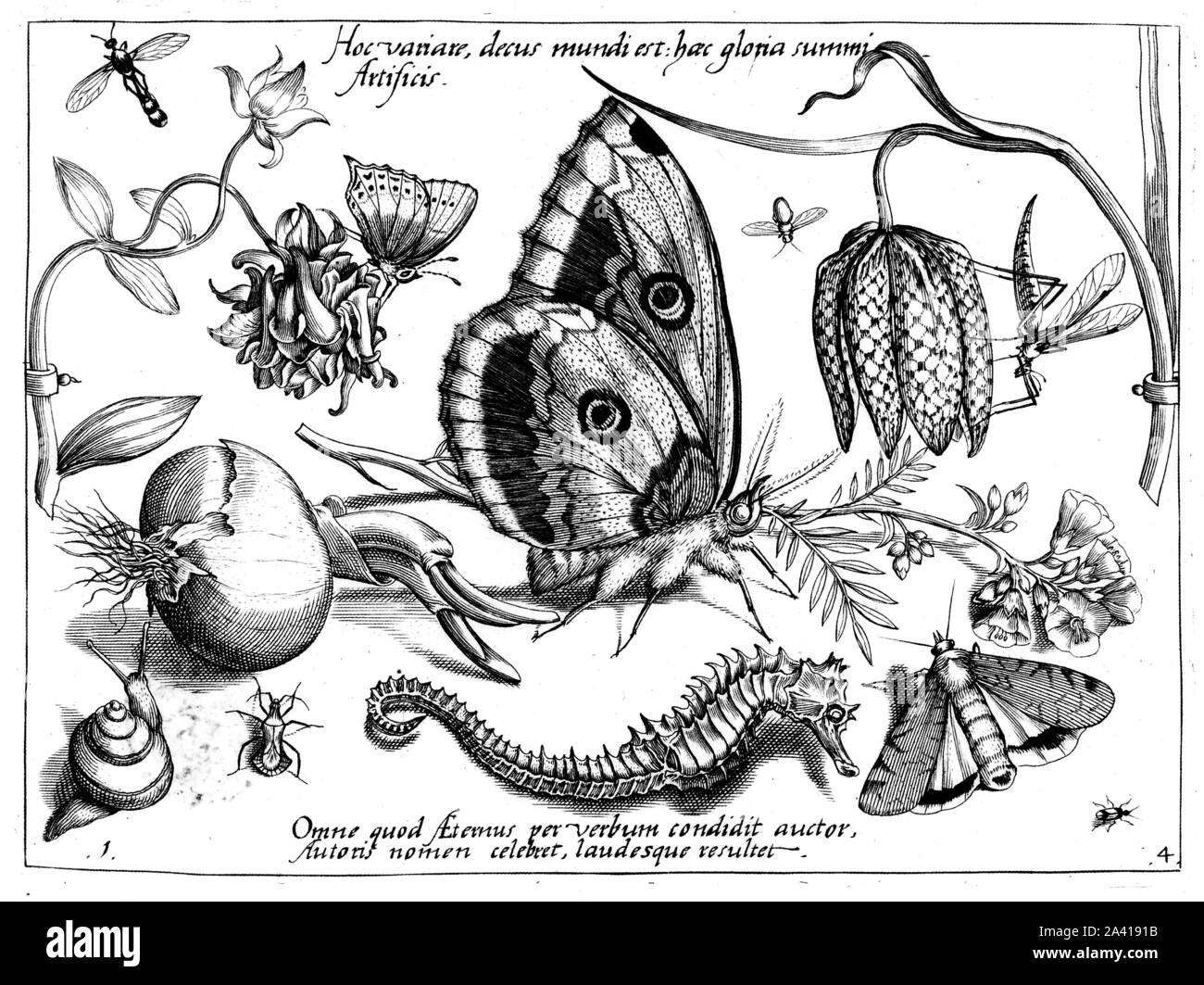 Animals and plants, illustrations by Georg Hoefnagel, butterfly, schmetterling, hair streak, seepferdchen, sea horse. Archetypa Studiaque Patris Stock Photo