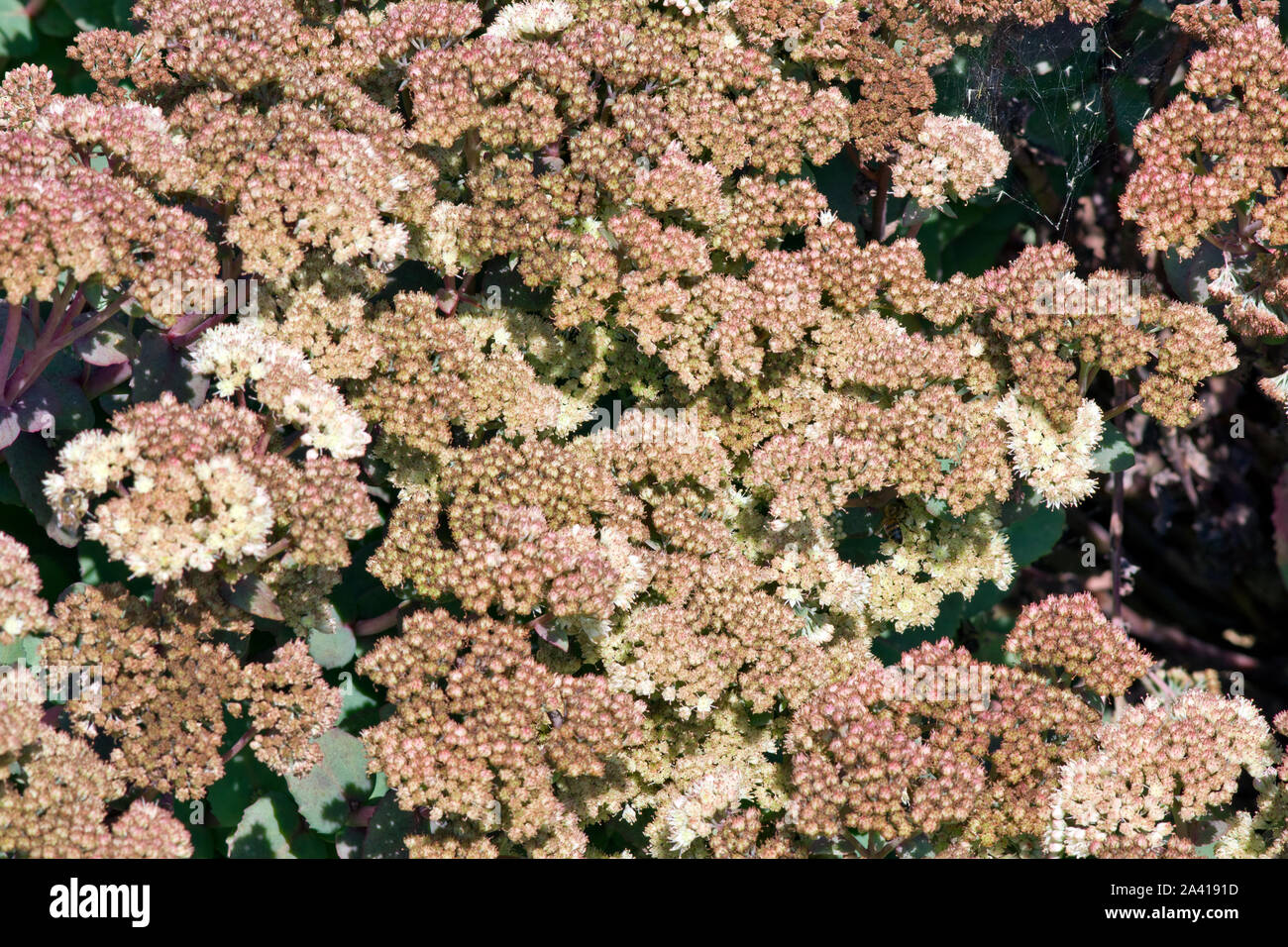 Hylotelephium telephium subsp. ruprechtii Stock Photo