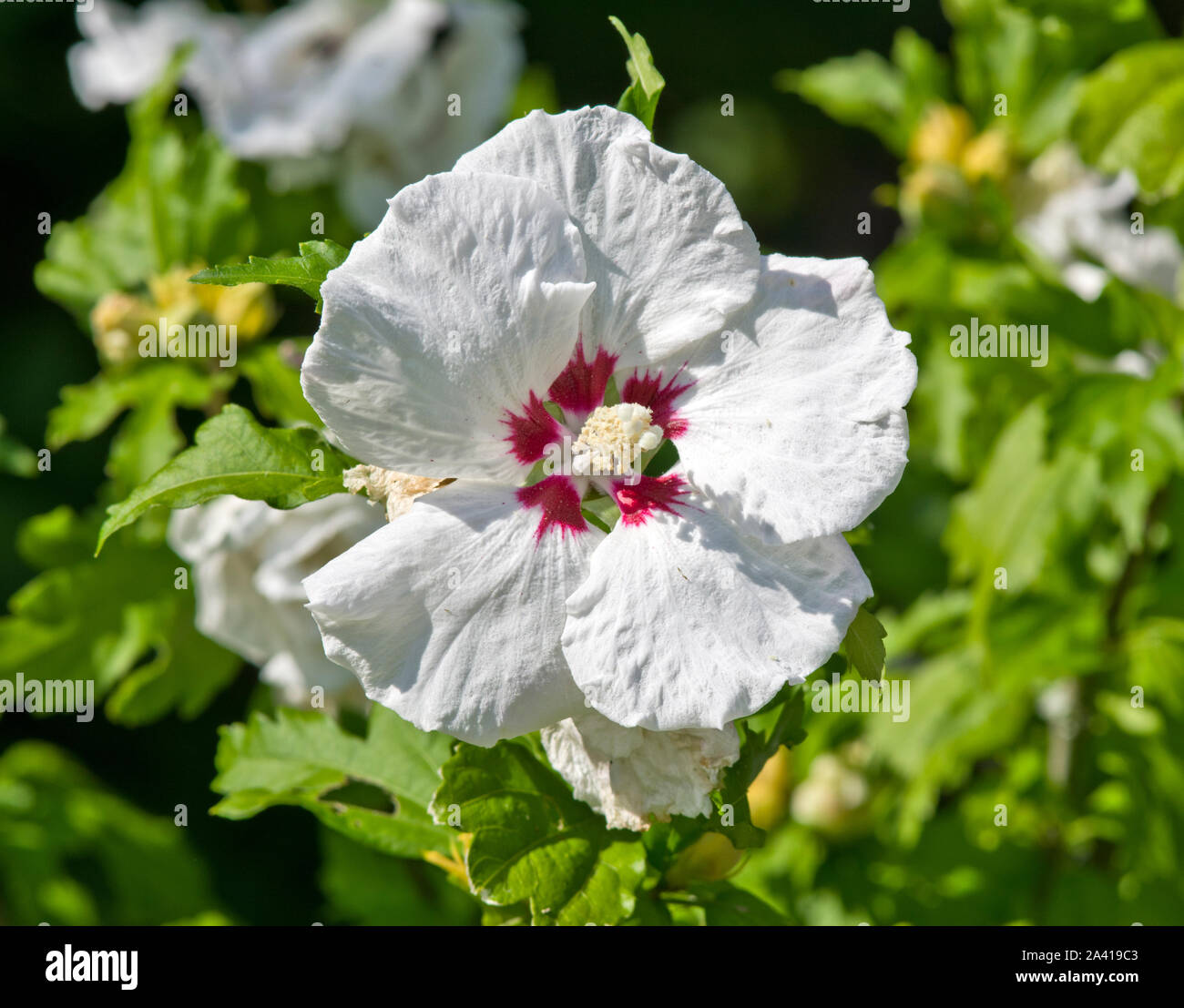 Hibiscus syriacus 'Red Heart' Stock Photo