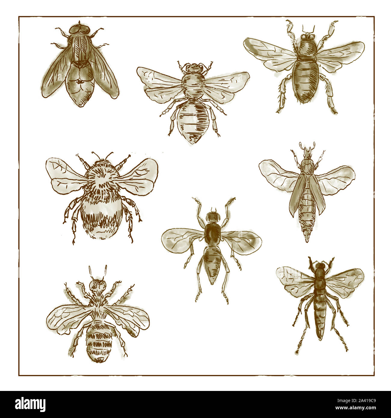 Vintage Victorian drawing illustration of a collection of Bees and Flies in  duotone on white background Stock Photo - Alamy, image size:1300x1390