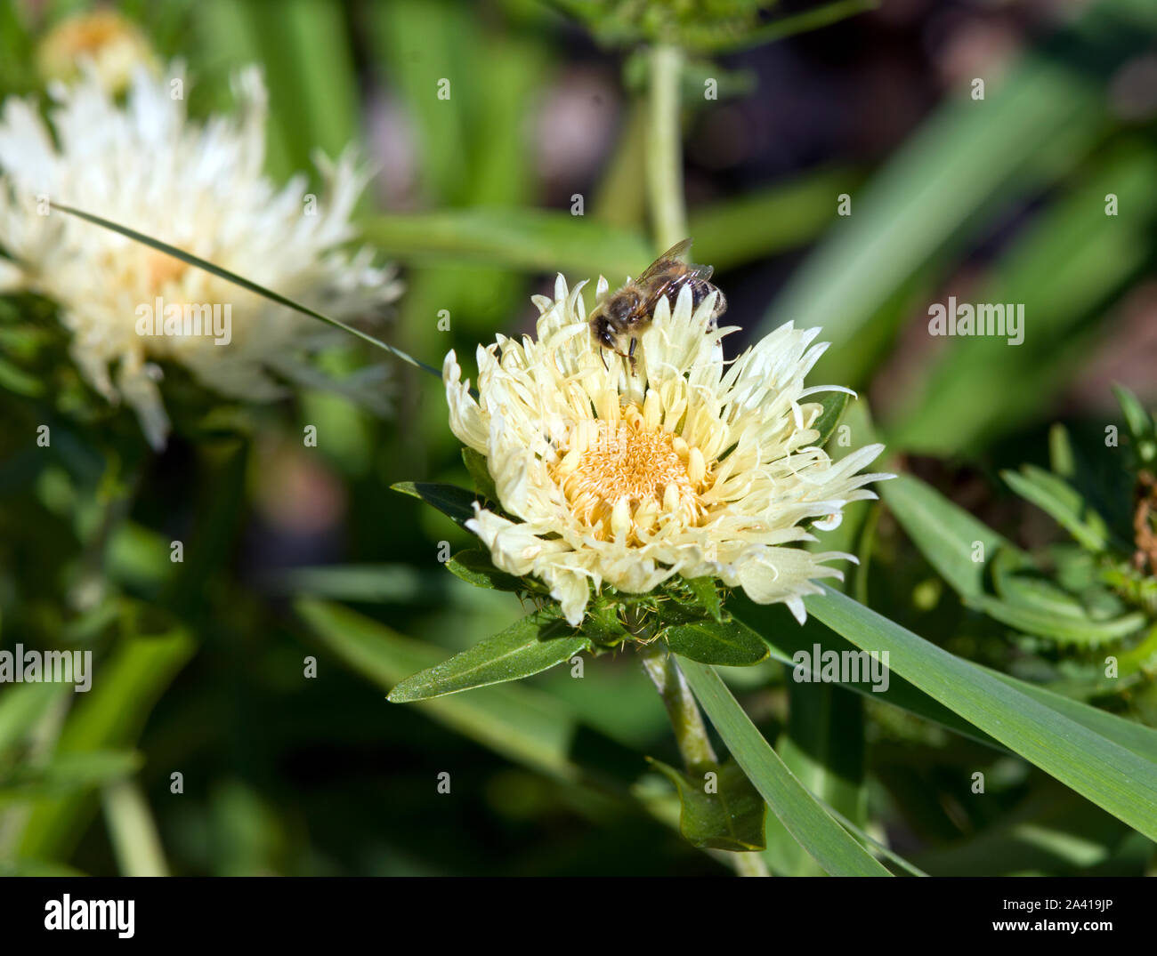 Stokesia laevis ‘Mary Gregory’ Stock Photo - Alamy