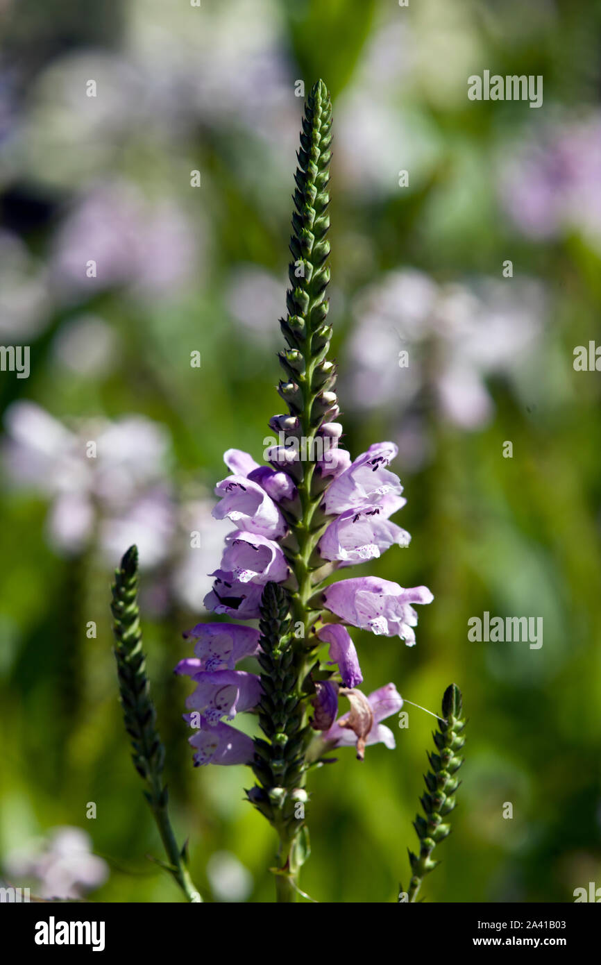 Physostegia hi-res stock photography and images
