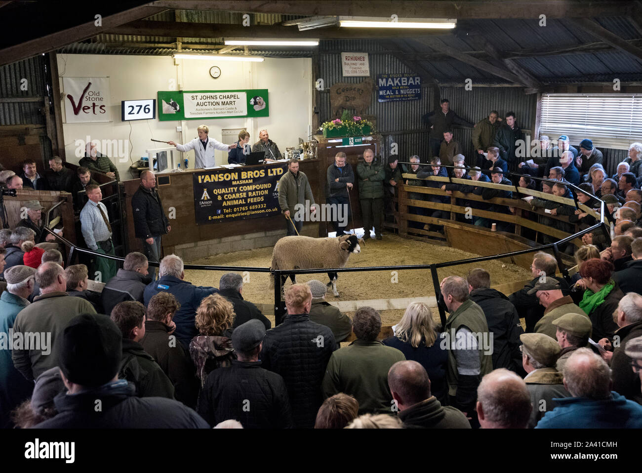 Annual show and sale of Swaledale rams, St Johns Chapel Auction  Mart, Weardale, Co Durham, UK. A ram in the auction ring. Stock Photo