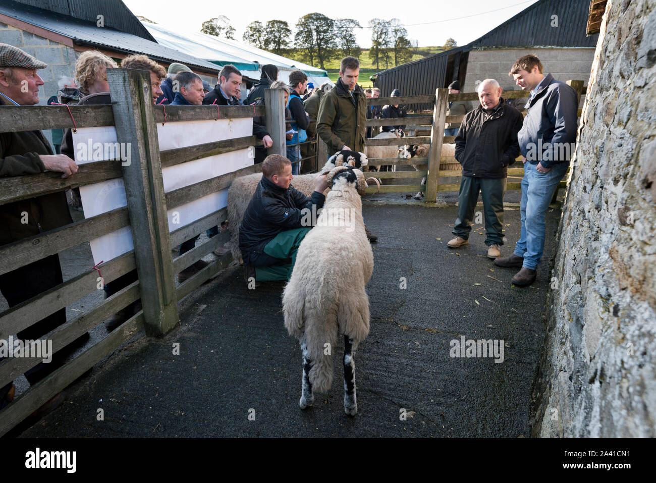 Annual show and sale of Swaledale rams, St Johns Chapel Auction  Mart, Weardale, Co Durham, UK. A ram being judged. Stock Photo