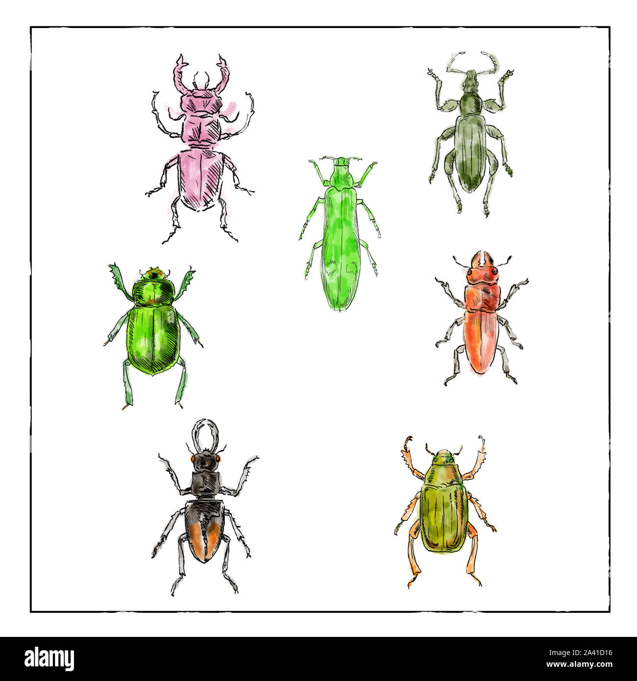 Vintage Victorian drawing illustration of a collection of Beetle ...