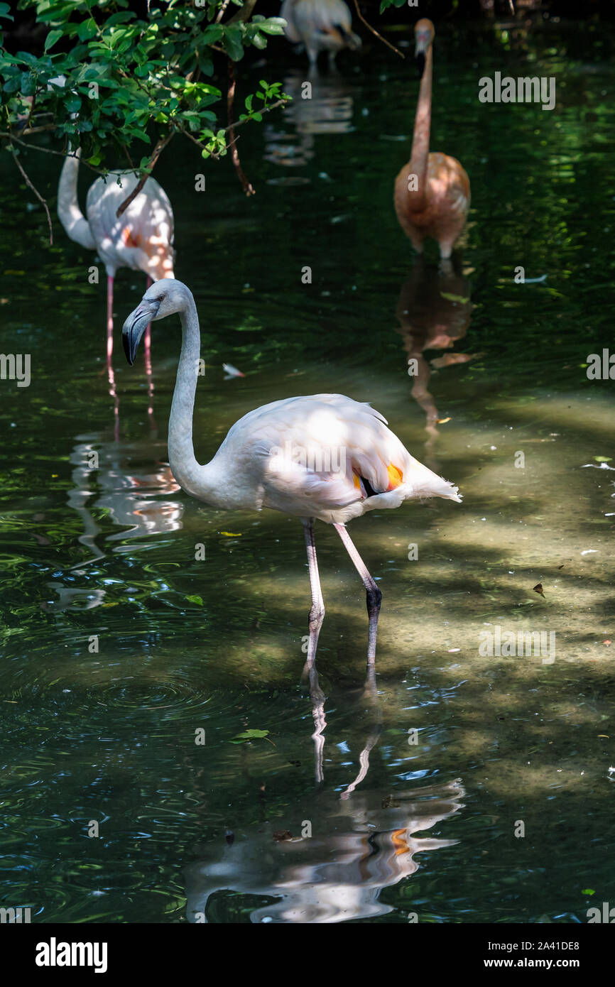 The American flamingo, Phoenicopterus ruber is a large species of