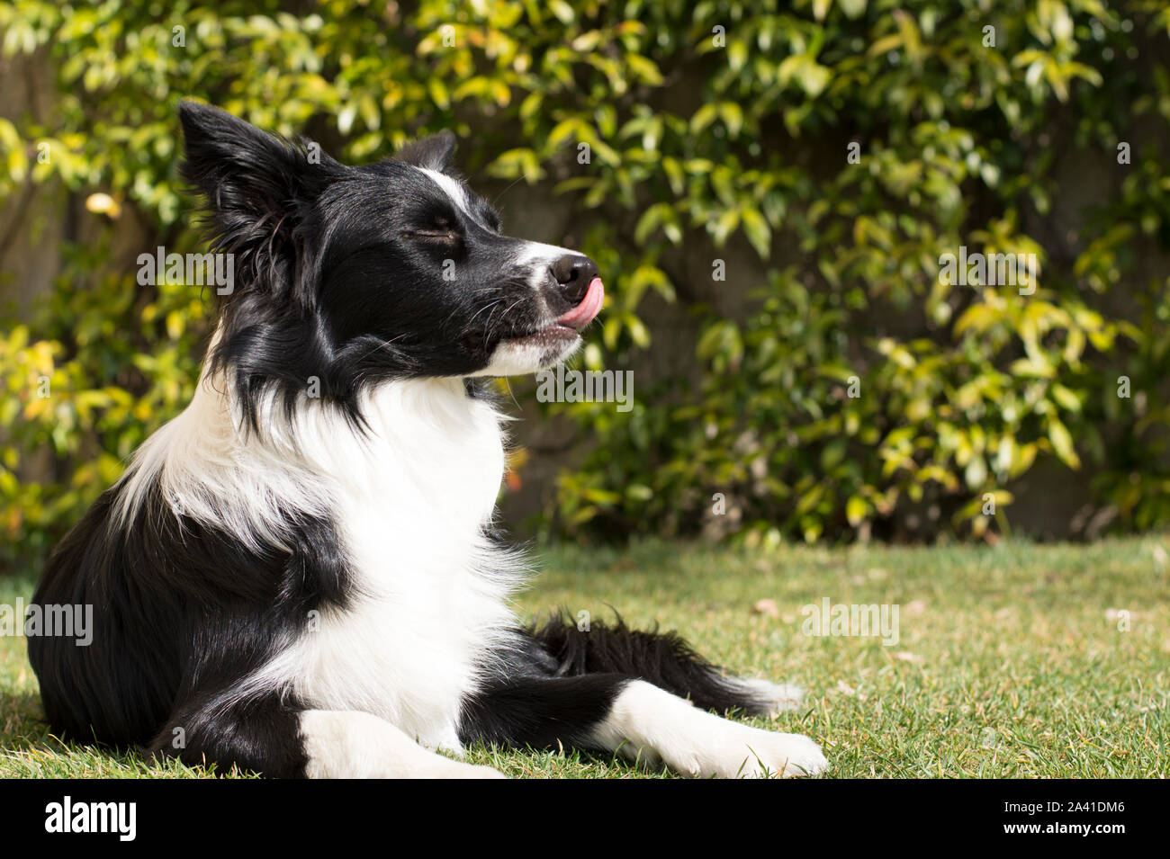 Border collie puppy dog, relaxed in the garden Stock Photo