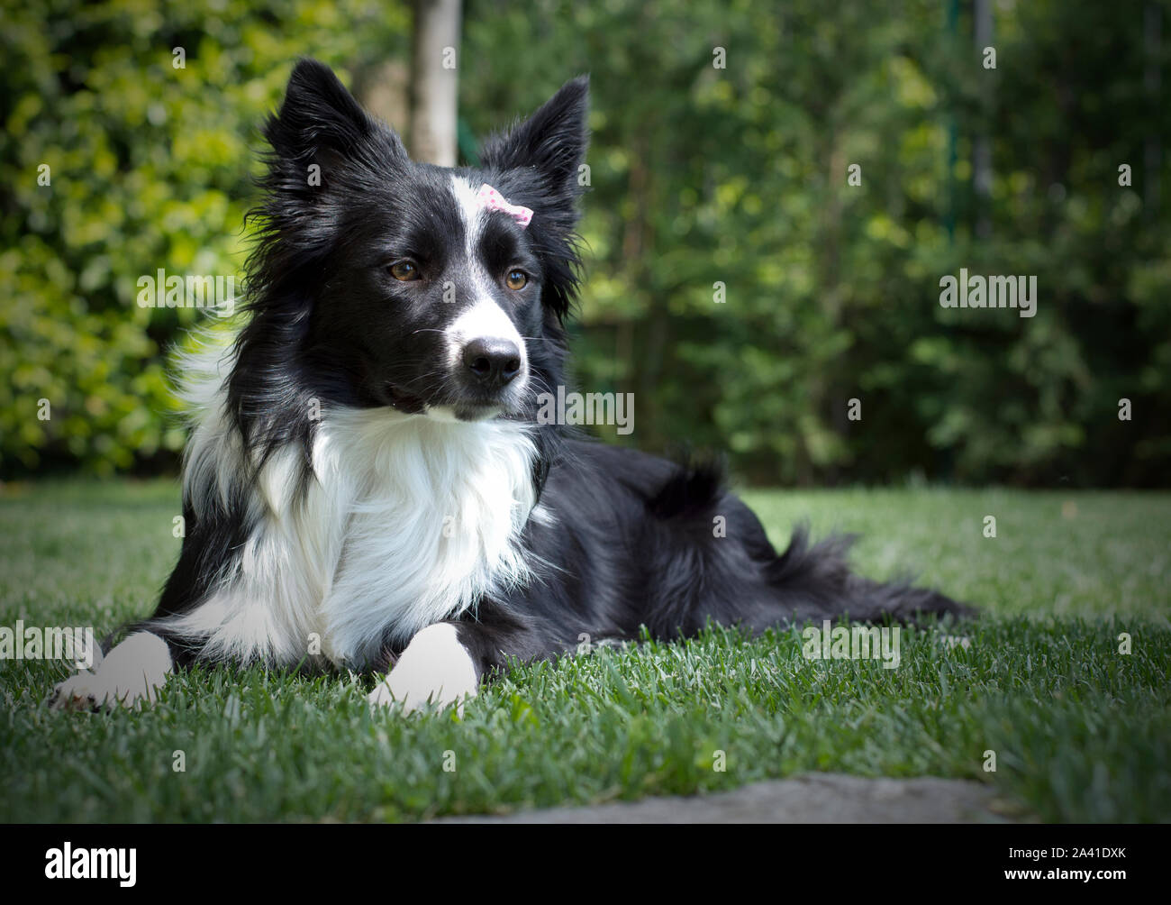 Happy border collie puppy in the garden, with papillon in the head Stock Photo