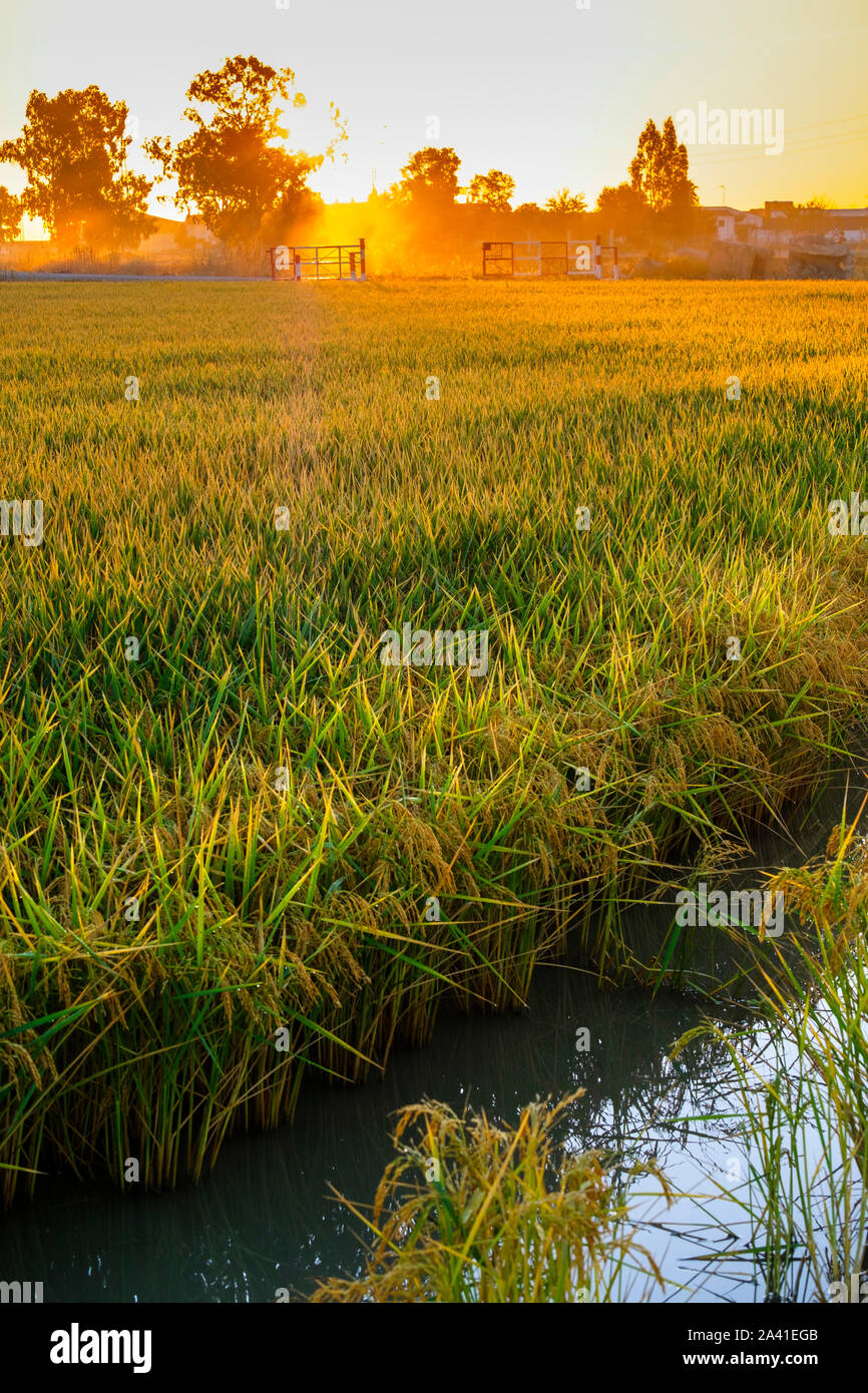 Spain Rice Fields Sunrise. Rice fields in the Guadalquivir river delta near Los Palacios ...