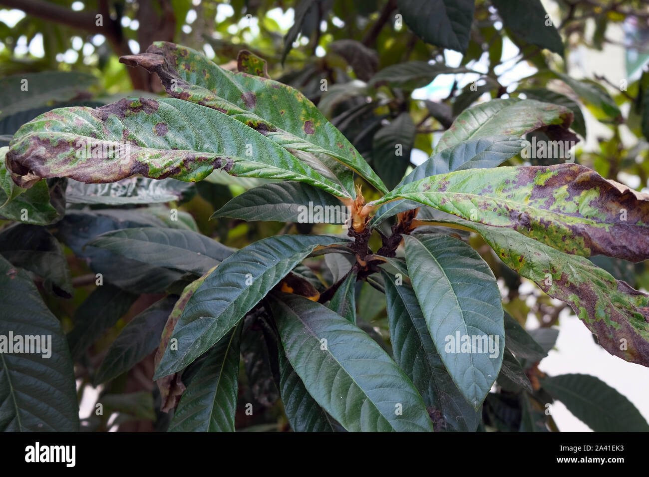 Medlar leaves began to dry out. Fungal disease of the trees after which the leaves dry. The leaves on the tree began to deteriorate and darken. Stock Photo