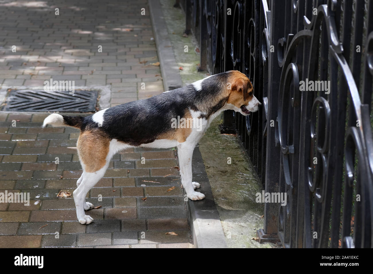 The dog is black with white and brown spots looking at the fence. The dog looks interested in the iron fence, watching what is happening behind him. Stock Photo