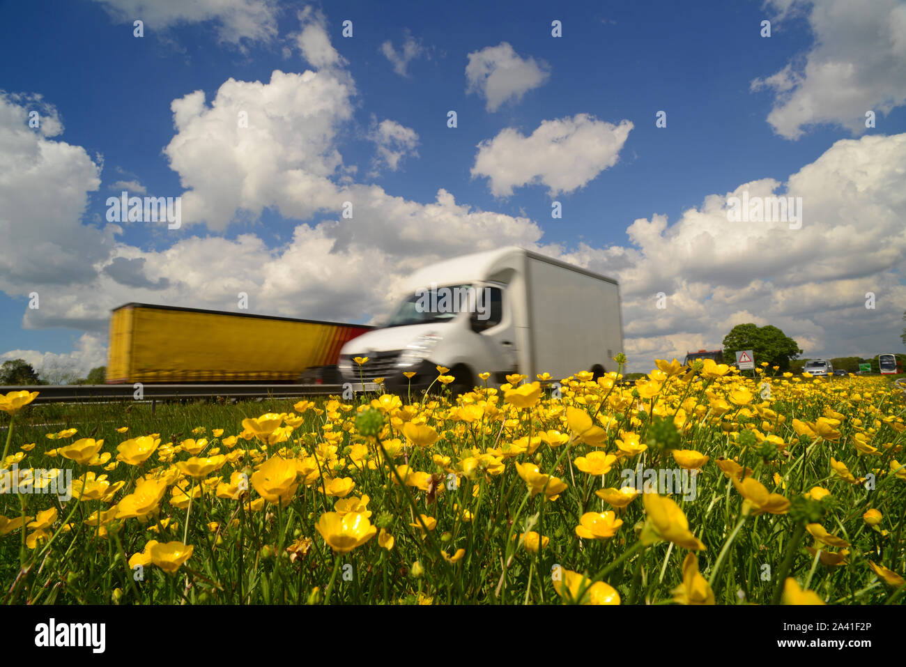 van passing roadside buttercups on the A64 york united kingdom Stock Photo