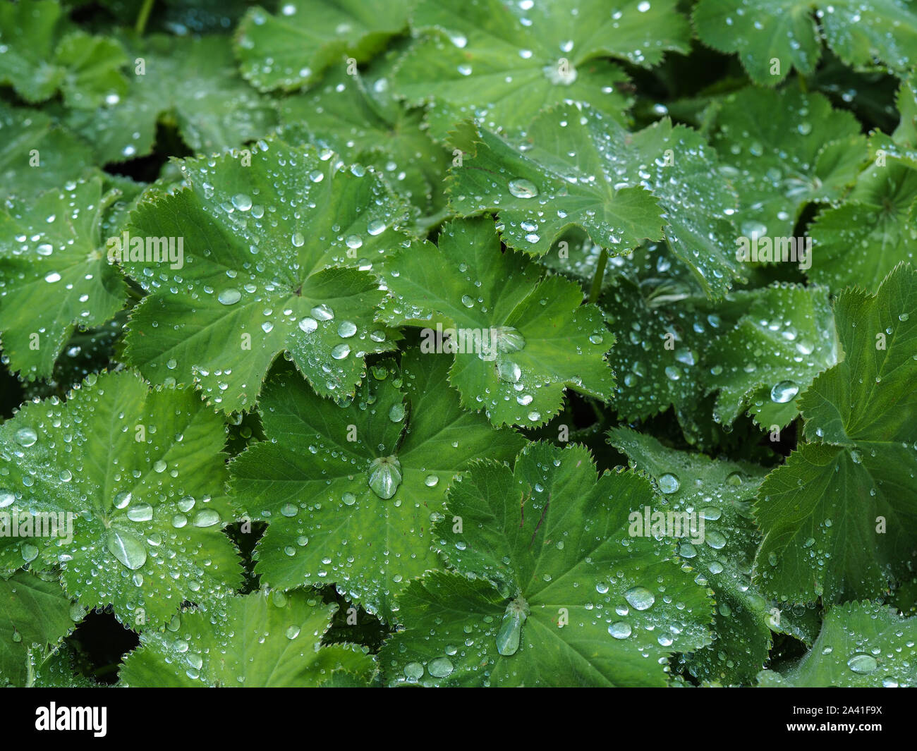Water droplets from a rain shower on the green leaves of a garden geranium plant Stock Photo