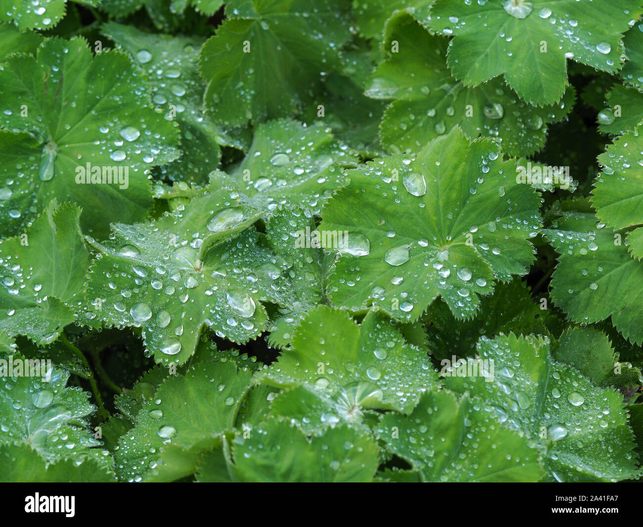 Green leaves of a geranium plant in a garden with water droplets from a rain shower Stock Photo