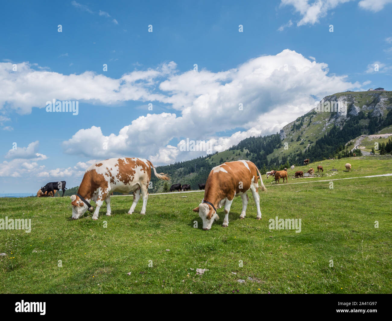 Cows on the mountain pasture hi-res stock photography and images - Alamy
