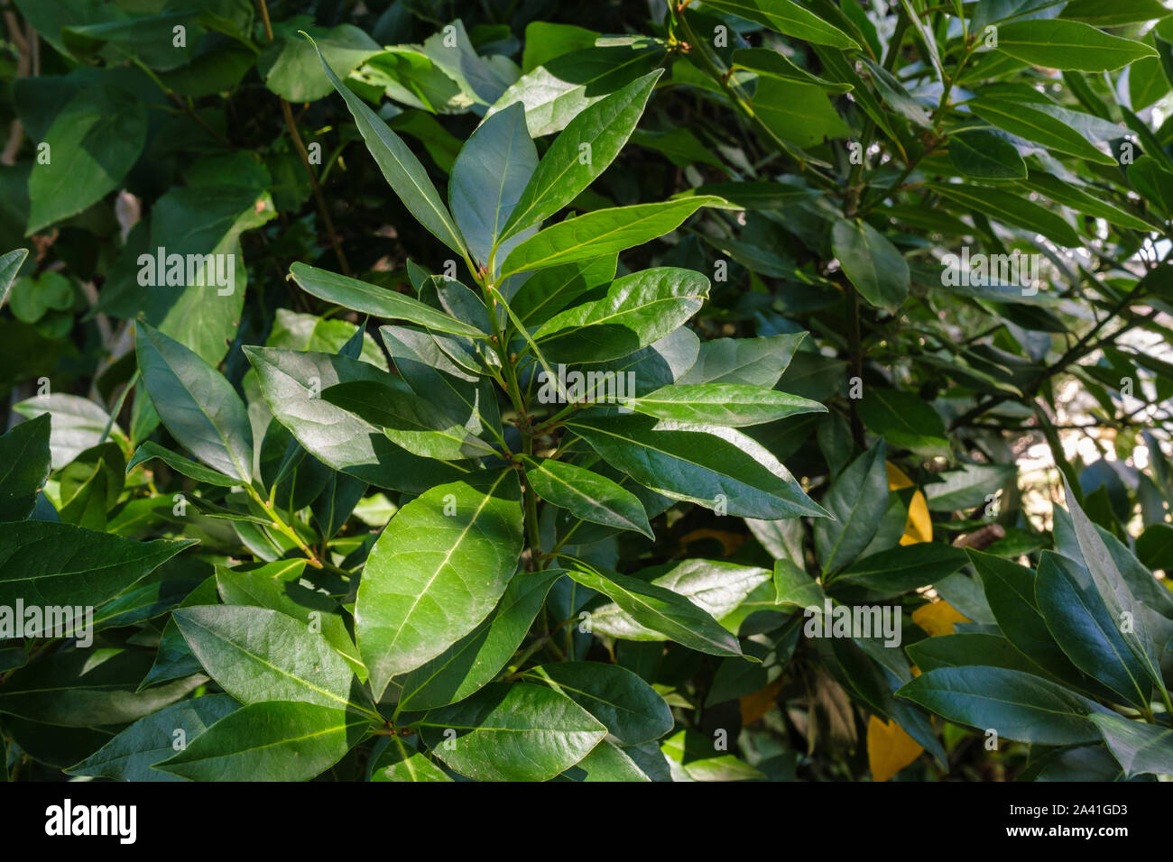 Bay laurel tree hires stock photography and images Alamy