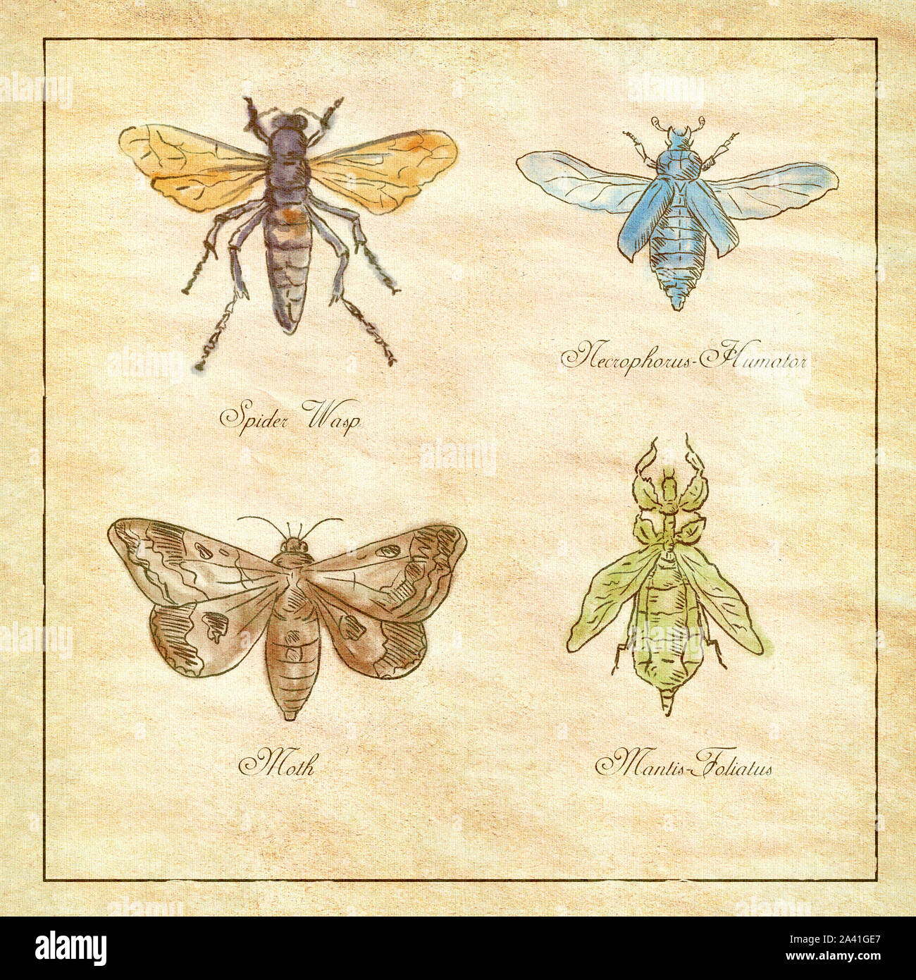 Vintage drawing illustration of a collection of insects like the Spider Wasp, Moth, Necrophorus Humator beetle, Mantis Foliatus on antique paper. Stock Photo