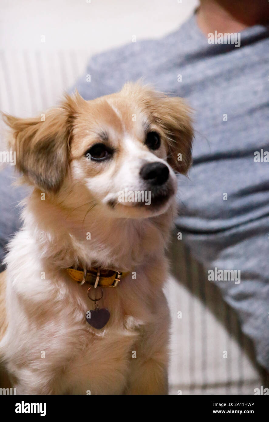 cute small mixed breed dogs