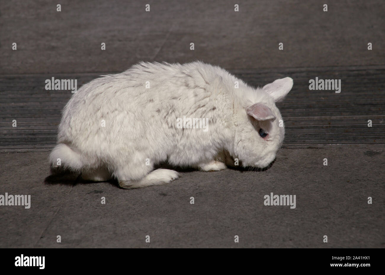 White Rabbit Walk View of european white rabbit stands on sidewalk, pavement in city ...