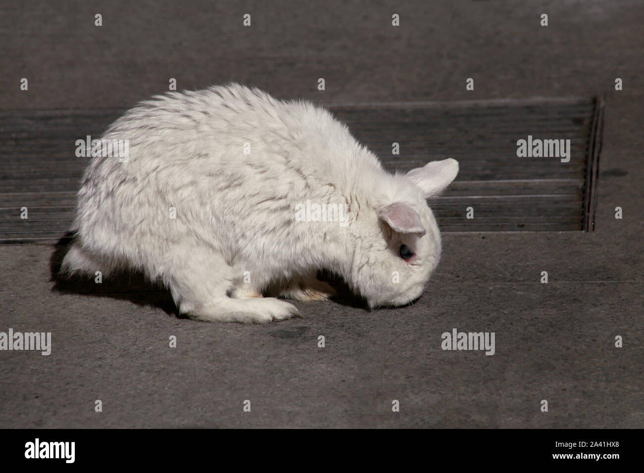 View of european white rabbit stands on sidewalk, pavement in city