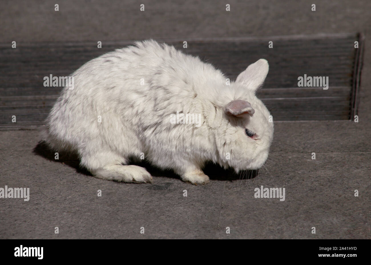 White Rabbit Walk View of european white rabbit stands on sidewalk, pavement in city ...