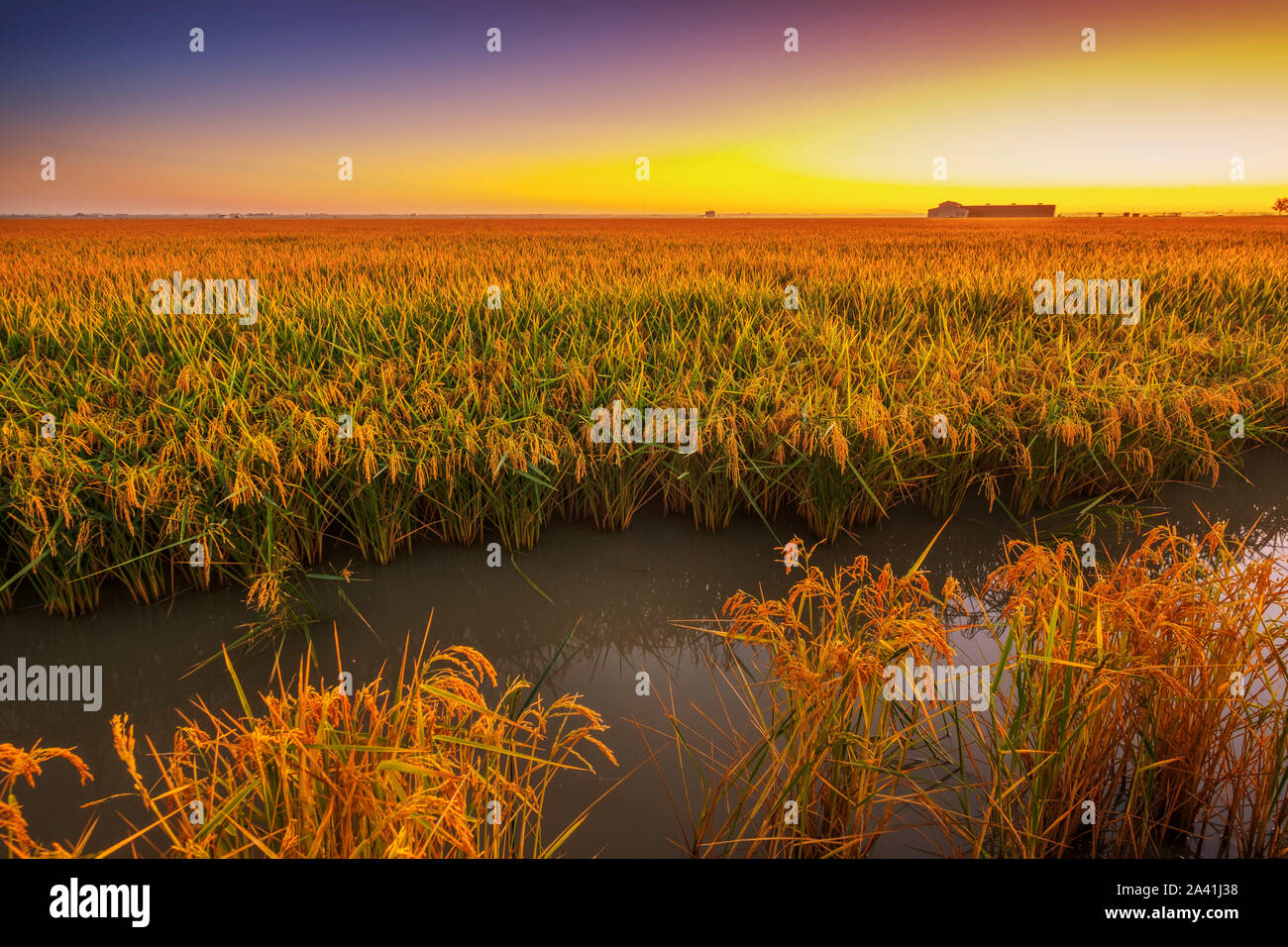 Spain Rice Fields Rice fields in the Guadalquivir river delta at dawn near Los Palacios y ...