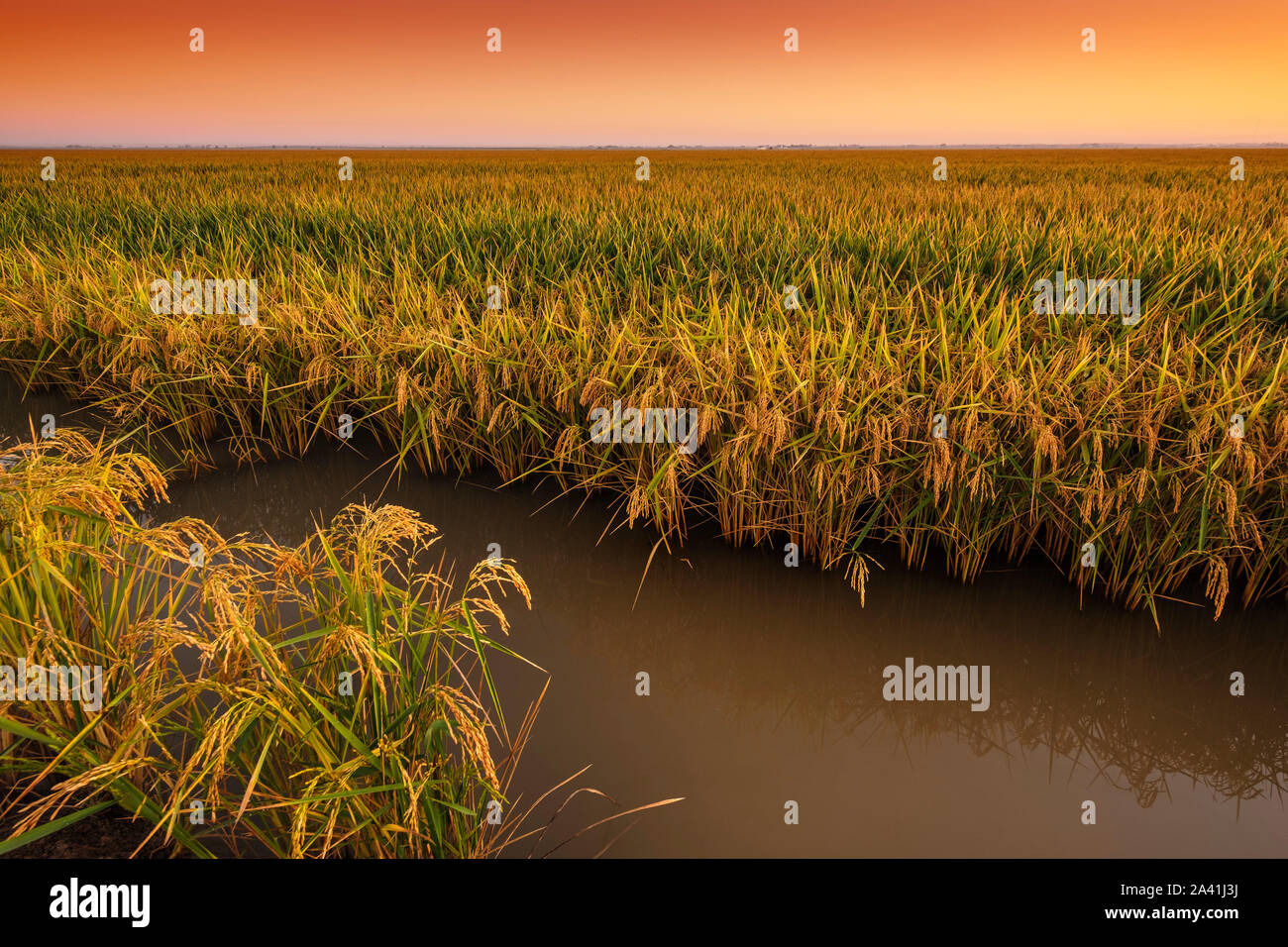 Paddy Field Rice Cultivation High Resolution Stock Photography and