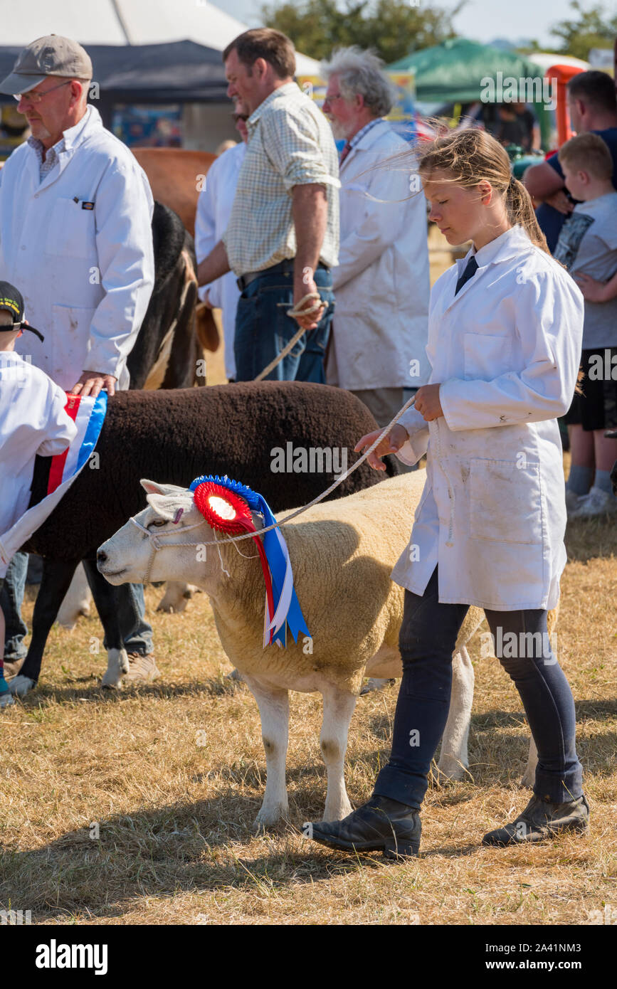 Young woman showing a sheep or livestock ring at a county or country show ground. Stock Photo