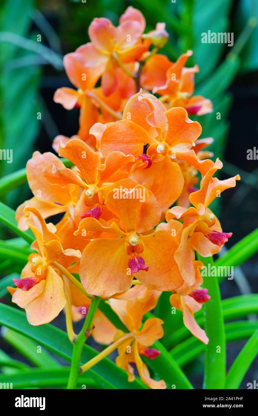 Orange orchid flowers hires stock photography and images Alamy