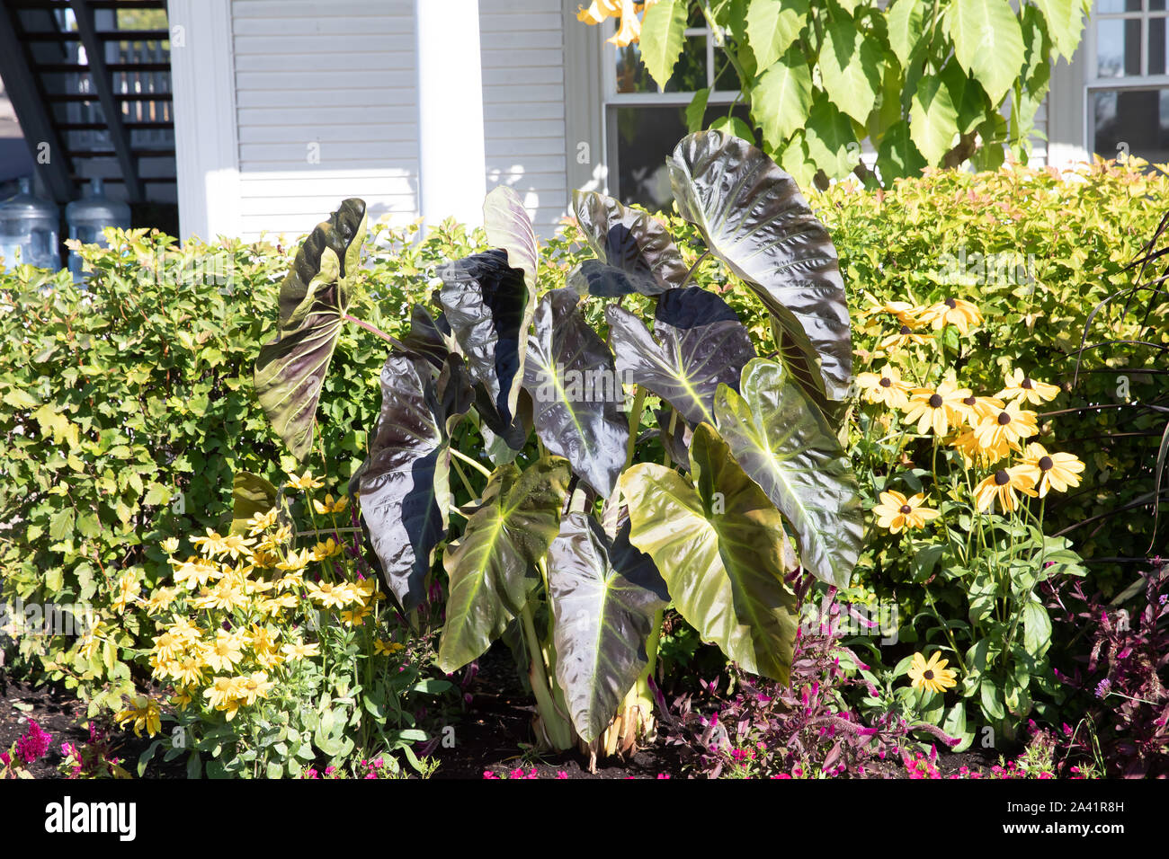 Leaf colours during the Fall in September in Québec, Canada Stock Photo ...