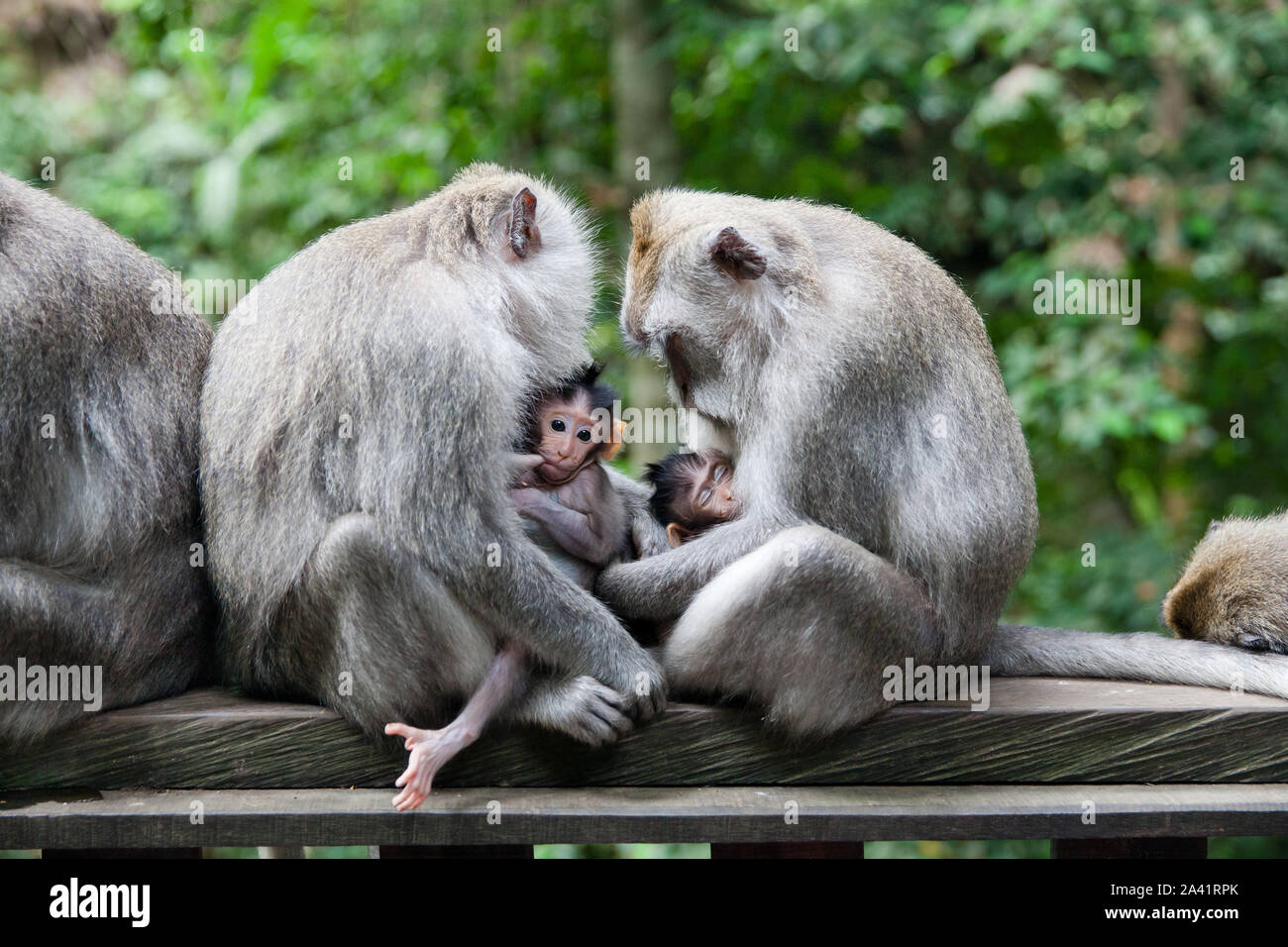 Monkey family. Monkey mothers and their cubs sit together. monkey family at sacred monkey forest Ubud Bali Indonesia. Stock Photo