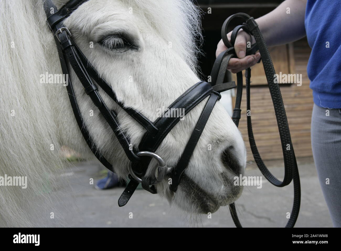 White Shetland Pony with Bridle, Bit and Reins Stock Photo