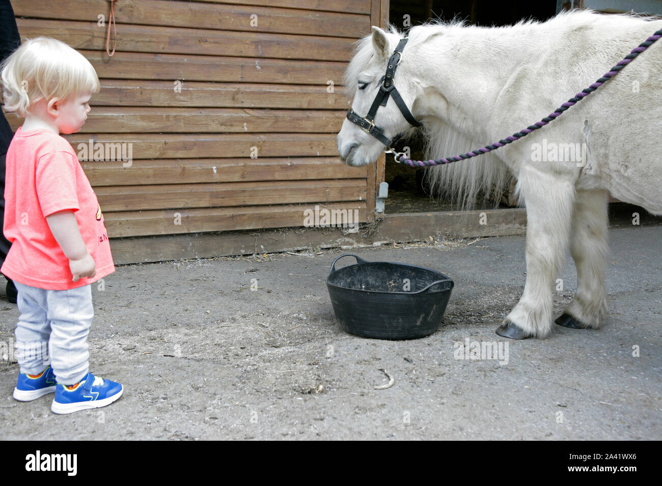 Young Male Toddler Child with White Shetland Pony on Stable Yard Stock Photo