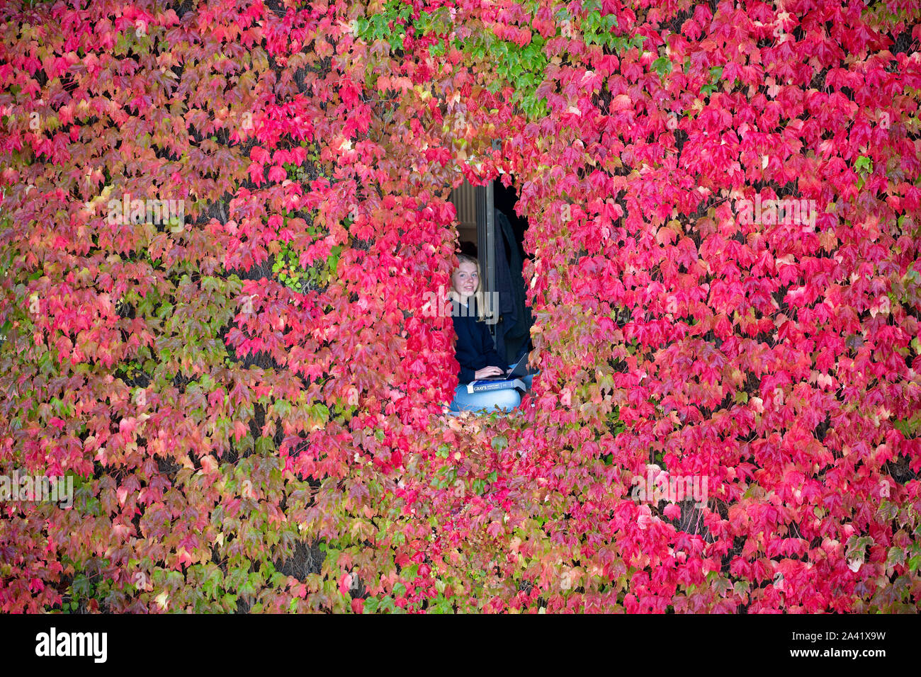 Picture dated October 10th shows second year medical student Jo Matthews in her room at St John's College,Cambridge surrounded by the biggest wall of Boston Ivy in the UK which has turned red in the last few weeks just before term starts tomorrow.   The bright red creeper on the back of the building at St John's College at Cambridge University is one of the city's most famous autumn spectacles.  Every October visitors are treated to the glorious sight of the crimson vine, which covers New Court.  The creeper climbs 10 metres high to the top of the four-storey building and is 60 metres wide.  S Stock Photo