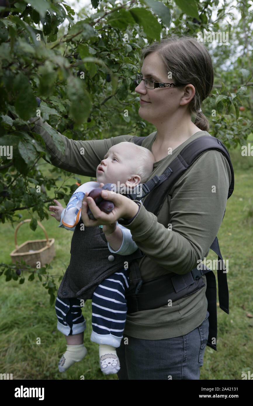 Mother and Baby Harvesting Ripe Plums From Tree in Orchard Stock Photo
