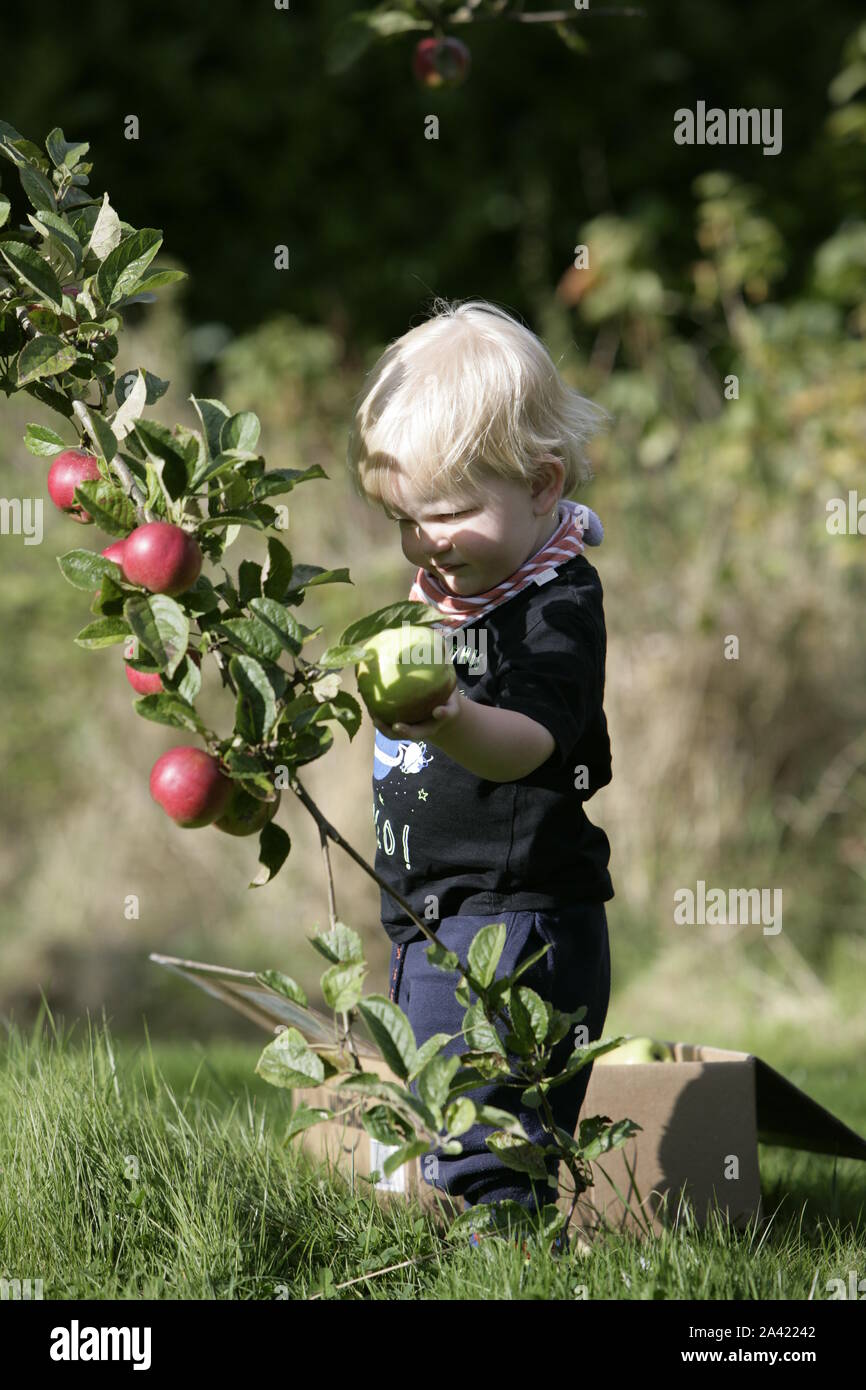 Young Male Toddler Child Harvesting Apples from Tree in Orchard Stock Photo
