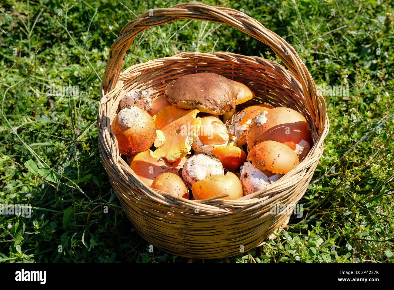 Seasonal raw mushrooms composition in basket, autumn natural food ingredients Stock Photo