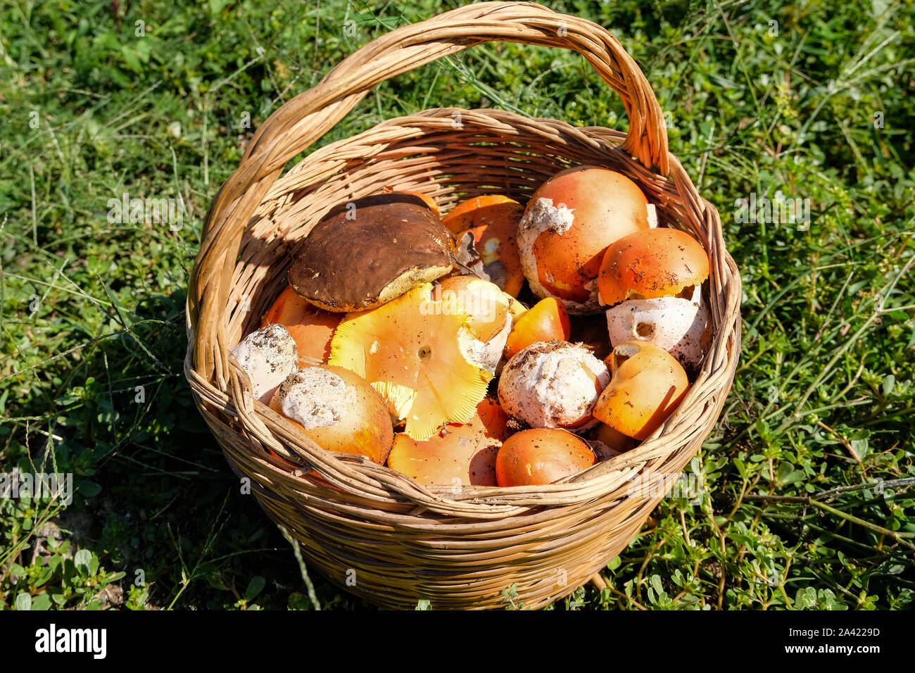 Wild mushrooms in a basket,autumn seasonal food ingredients,porcini boletus Stock Photo