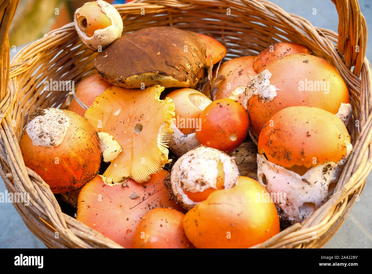 Autumn wild mushrooms composition. boletus edulis fungi,seasonal ingredients Stock Photo