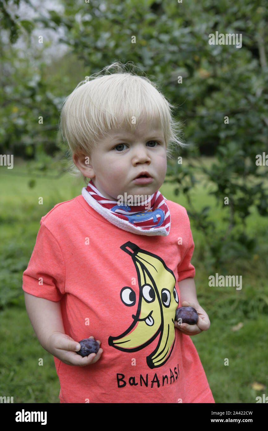 Young Male Toddler Child Holding Freshly Harvested Plums Stock Photo