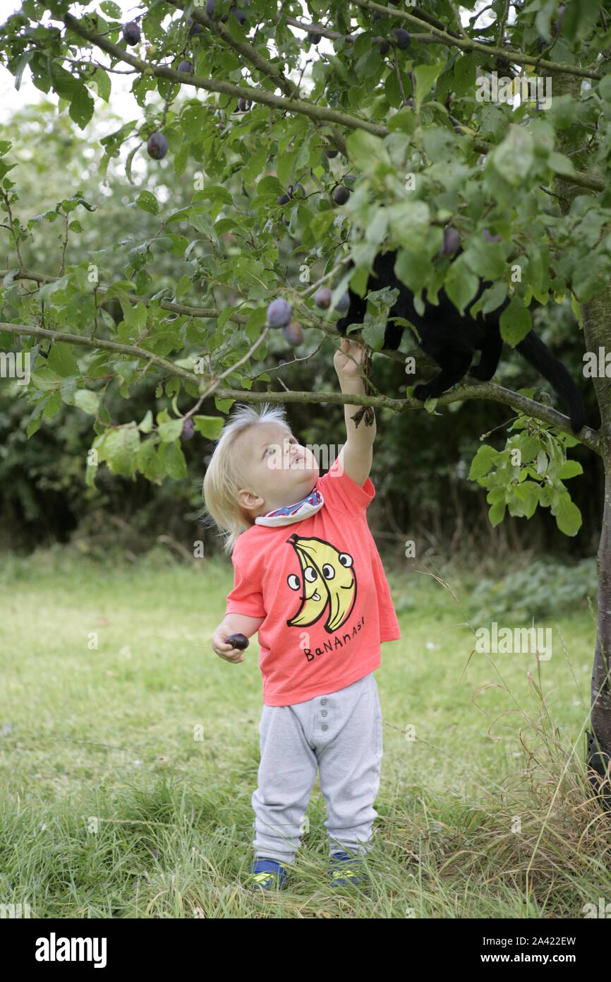 Young Male Toddler Child in Orchard Playing with Black Cat Stock Photo