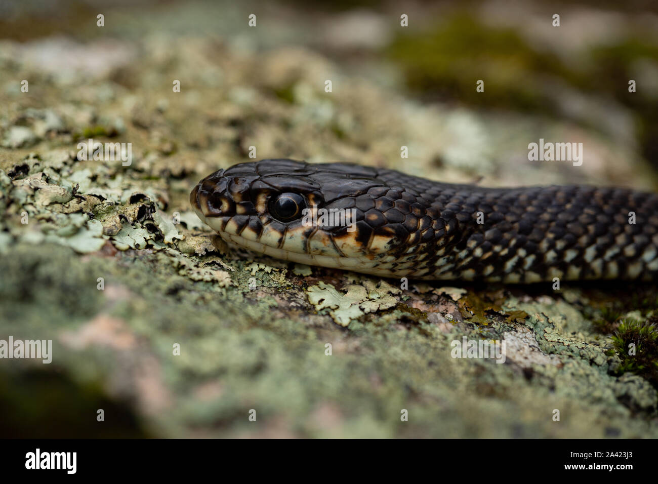 Head of a Western Whip Snake (Coluber viridiflavus) on a rock in Sardegna / Sardinia, Italy Stock Photo