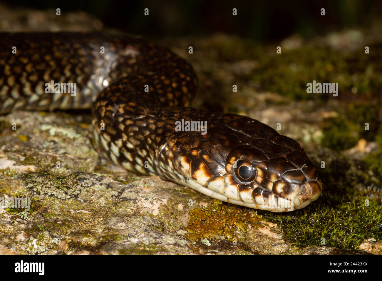 Head of a Western Whip Snake (Coluber viridiflavus) on a rock in
