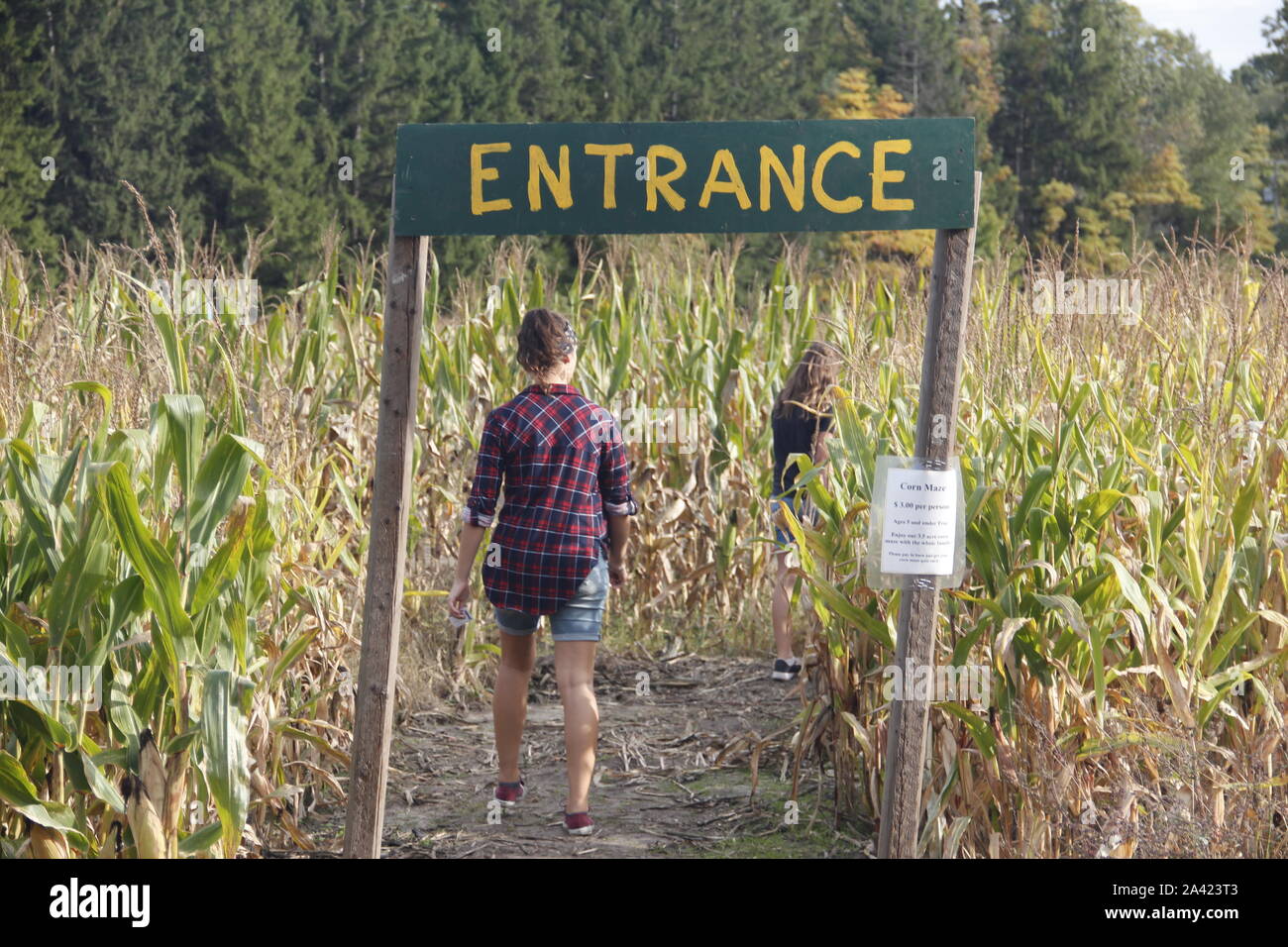 Kids walking into a Corn Field at a Fall Festival Stock Photo