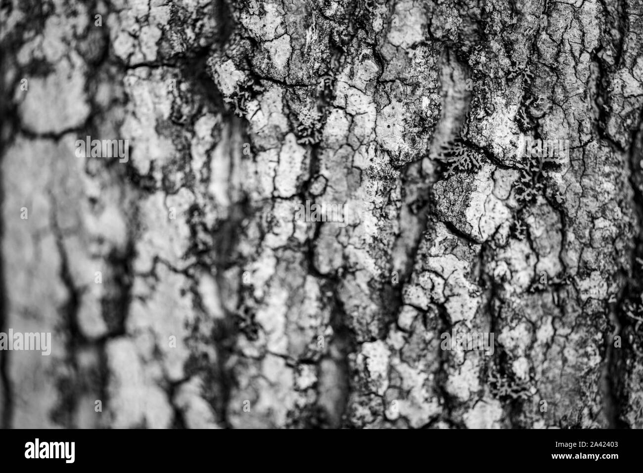 Bark of a Aiton pine in northern Ontario (Canada Stock Photo