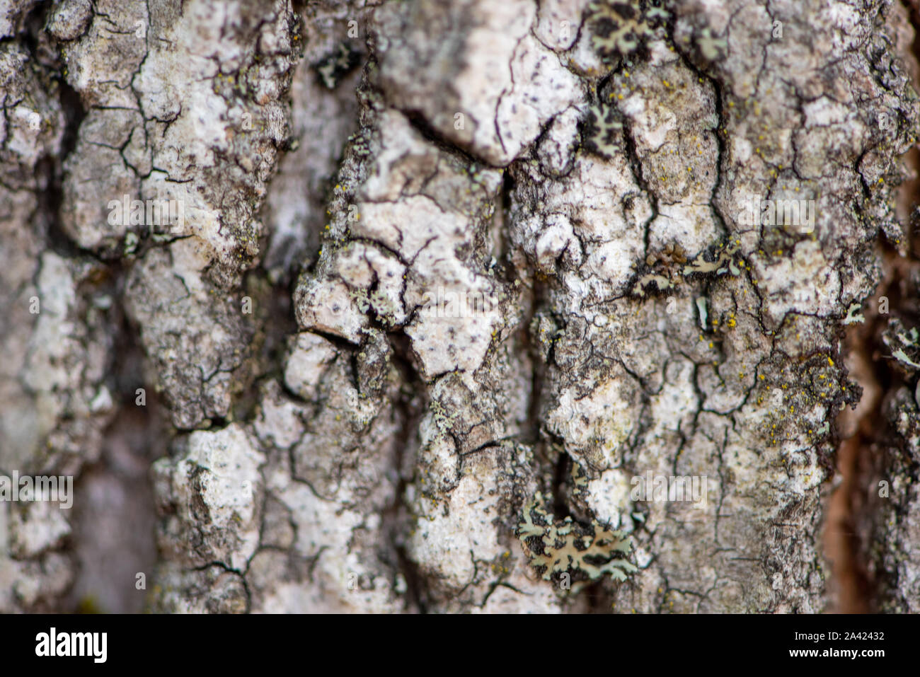 Bark of a Aiton pine in northern Ontario (Canada Stock Photo